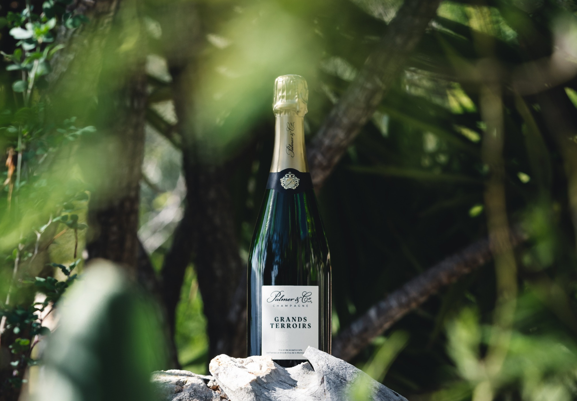 DÒNG CHAMPAGNE CAO CẤP