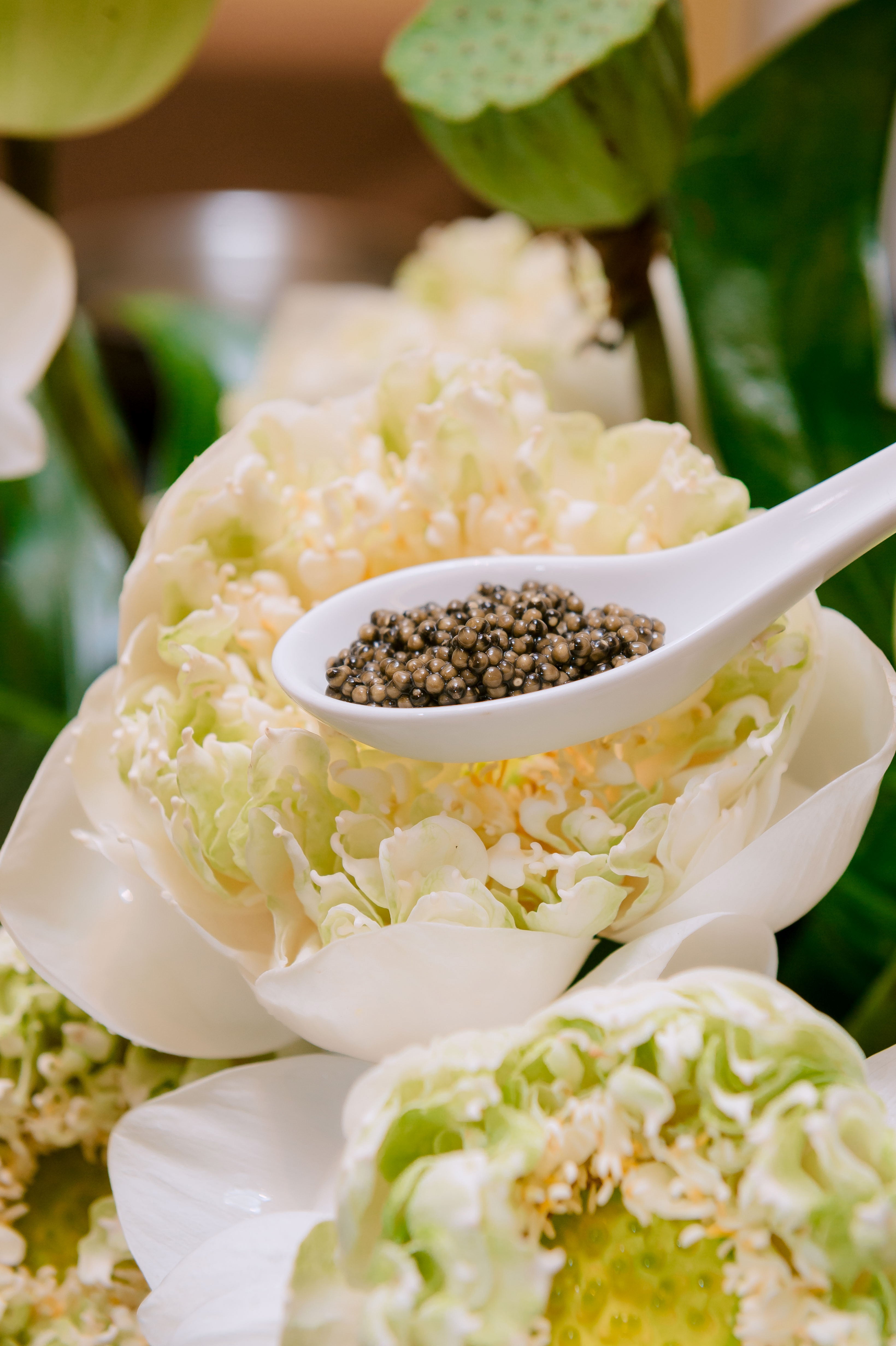 Caviar Appreciation Party – Bữa Tiệc Tri Ân Năng Lượng